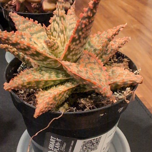 Photo of the plant species Firecracker by @YummySnowqueen named LiloStitch on Greg, the plant care app