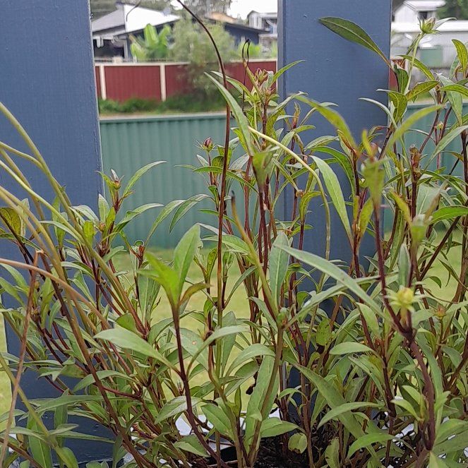 Photo of the plant species Rosa 'Choca Mocha' by @ManyBonsai56 named Lebron on Greg, the plant care app