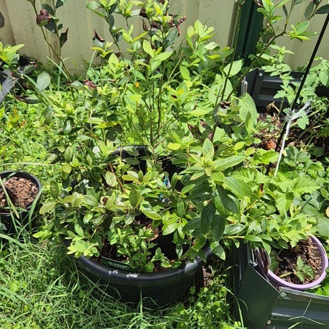 Photo of the plant species Sunshine Blue Blueberry by @ManyBonsai56 named Sproutacus on Greg, the plant care app