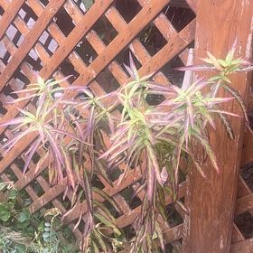 Photo of the plant species Caper Spurge by @RadPansy43 named Forrest on Greg, the plant care app