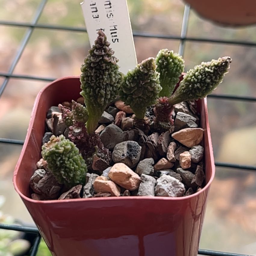 Photo of the plant species Adromischus Herrei by @ZingLilacbonnet named Bruce Lee on Greg, the plant care app