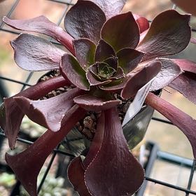 Plant care for Surreal Diamond on Greg, the plant care app