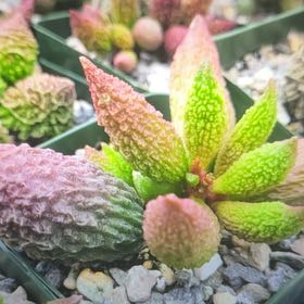 Plant care for Kalanchoe 'Sulphurea' on Greg, the plant care app