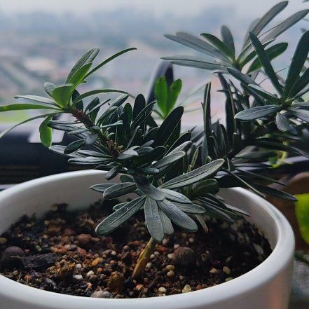 Photo of the plant species Yew Plum Pine by @haczuga named Beyonce on Greg, the plant care app