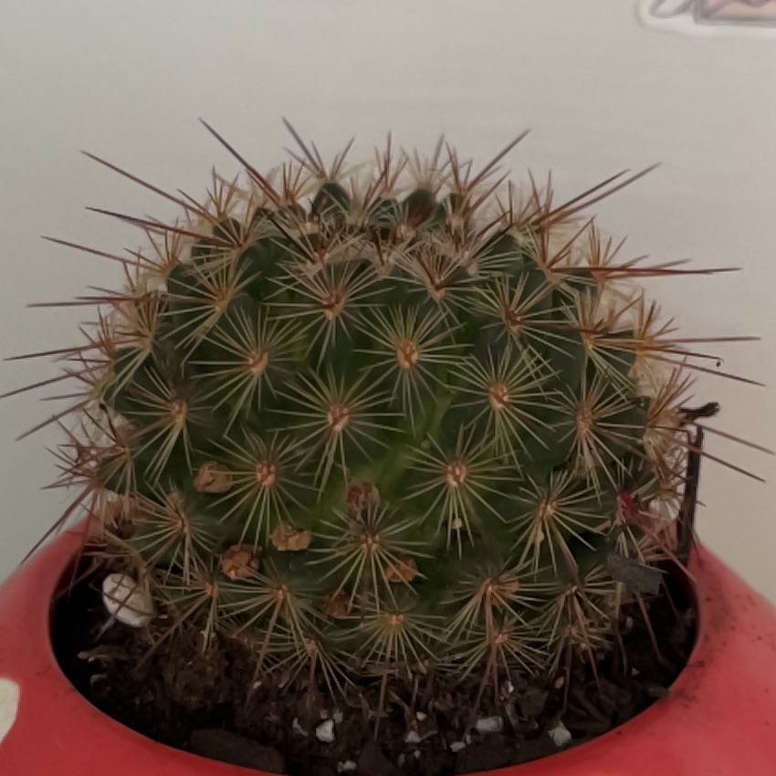 Photo of the plant species Mammillaria Melanocentra by @LordCauliflower named Lulu on Greg, the plant care app