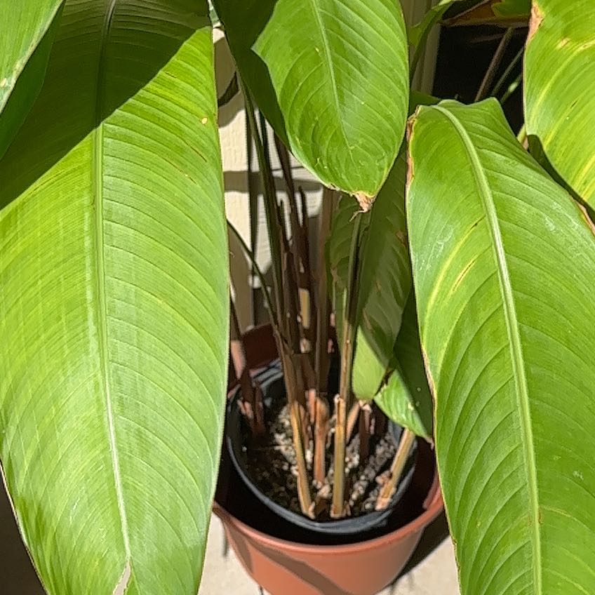 Photo of the plant species Guadalupe by @ScholarlyCacto named Spike Leaves on Greg, the plant care app