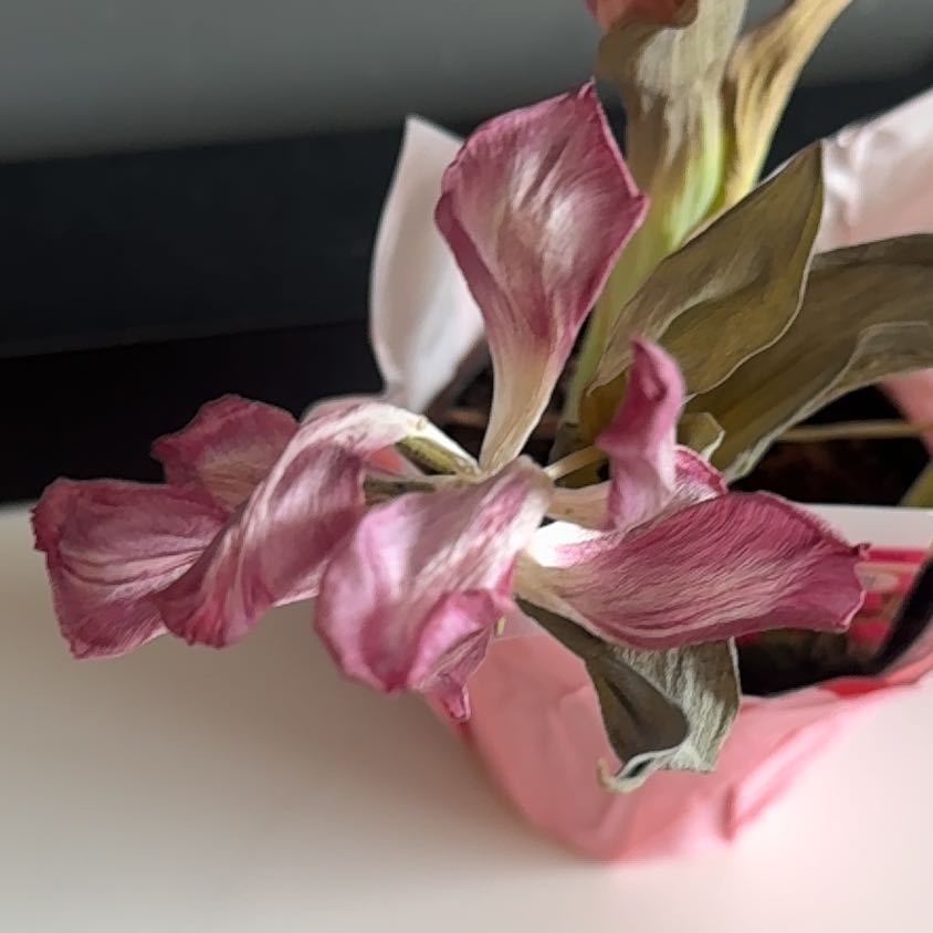 Photo of the plant species Pink tulip by @LegitBreadfruit named Lavender on Greg, the plant care app