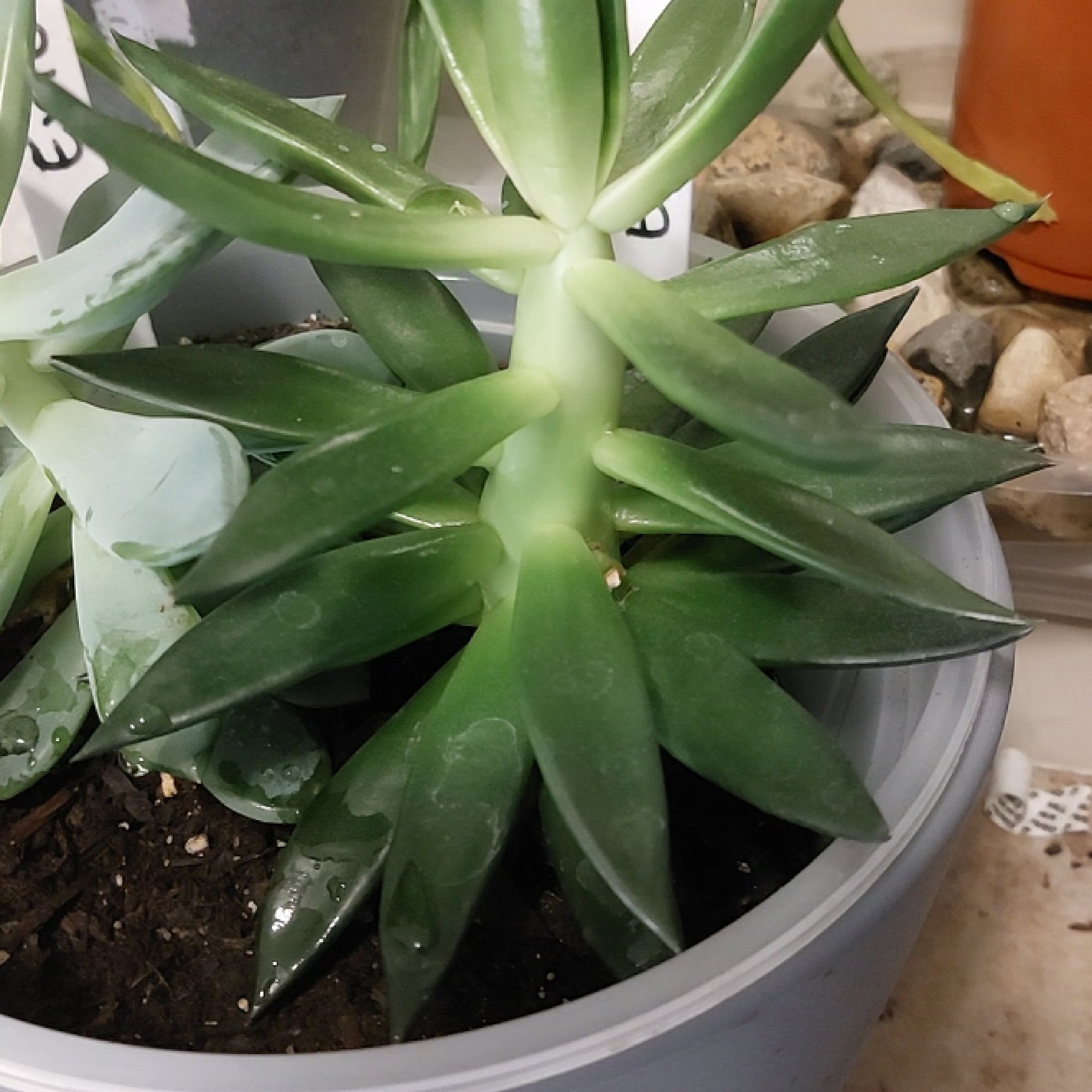 Photo of the plant species Wax Agarve by @gabecimby named Eric on Greg, the plant care app
