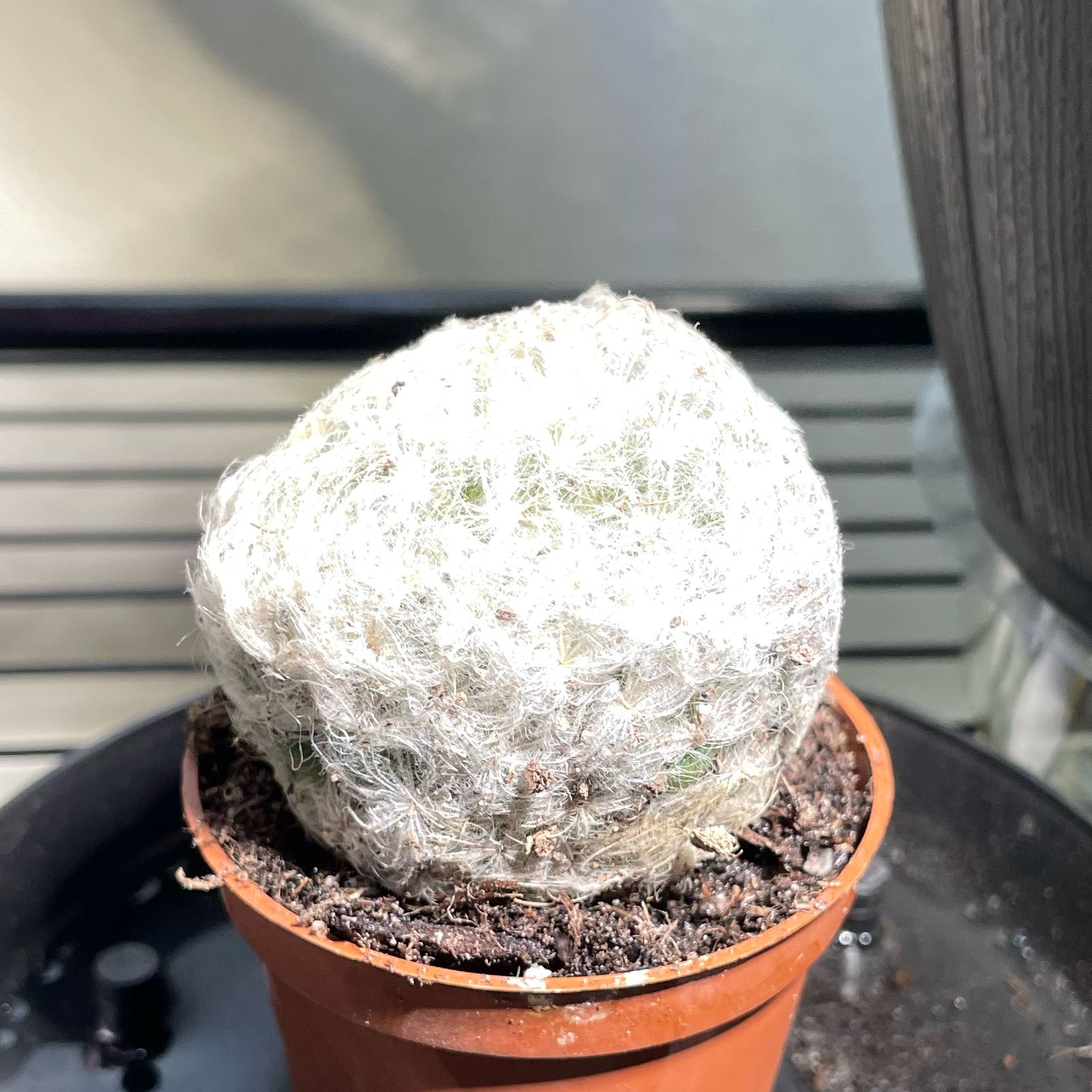 Photo of the plant species feather cactus by @ElegantCatbrier named Fernie Saunders on Greg, the plant care app