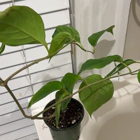 Plant care for Ayahuasca on Greg, the plant care app