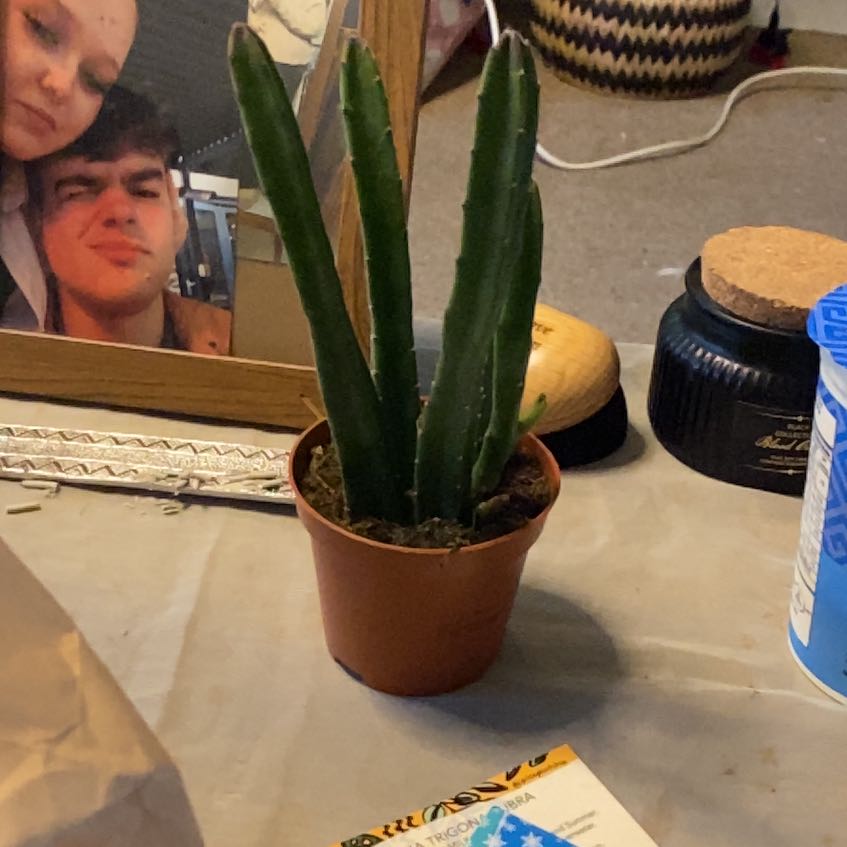 Photo of the plant species Carrion Flower by @HeiressCatnip33 named Miley on Greg, the plant care app