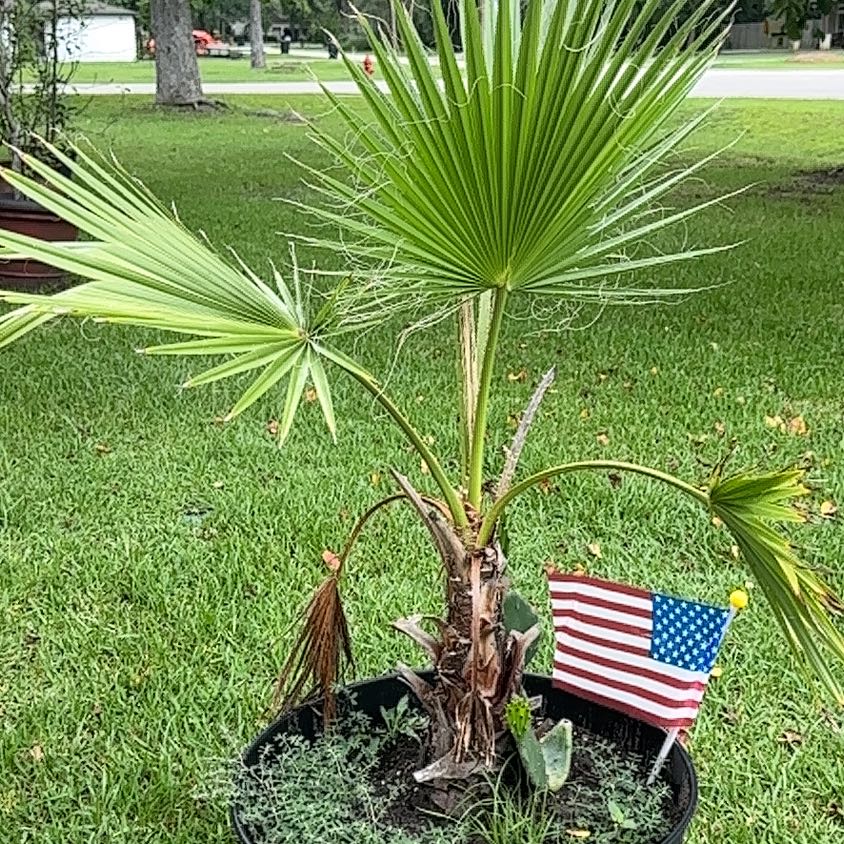 Photo of the plant species Mexican Fan Palm by @ZingyCrowgarlic named Gomez on Greg, the plant care app