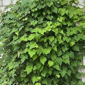 Photo of the plant species Japanese Morning Glory by @ZingyCrowgarlic named Mando on Greg, the plant care app