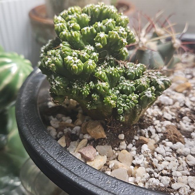 Photo of the plant species Cereus repandus f. monstrose 'Goblin' by @LightChinesefir named Dolores on Greg, the plant care app