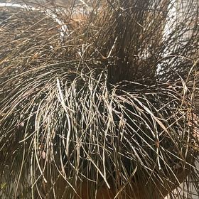 Photo of the plant species Sweet Grass by @BraveAngelrope named Muhammad Ali on Greg, the plant care app