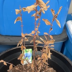 Photo of the plant species Blue Moon Haskap by @PrimeRosaryvine named Gobi on Greg, the plant care app