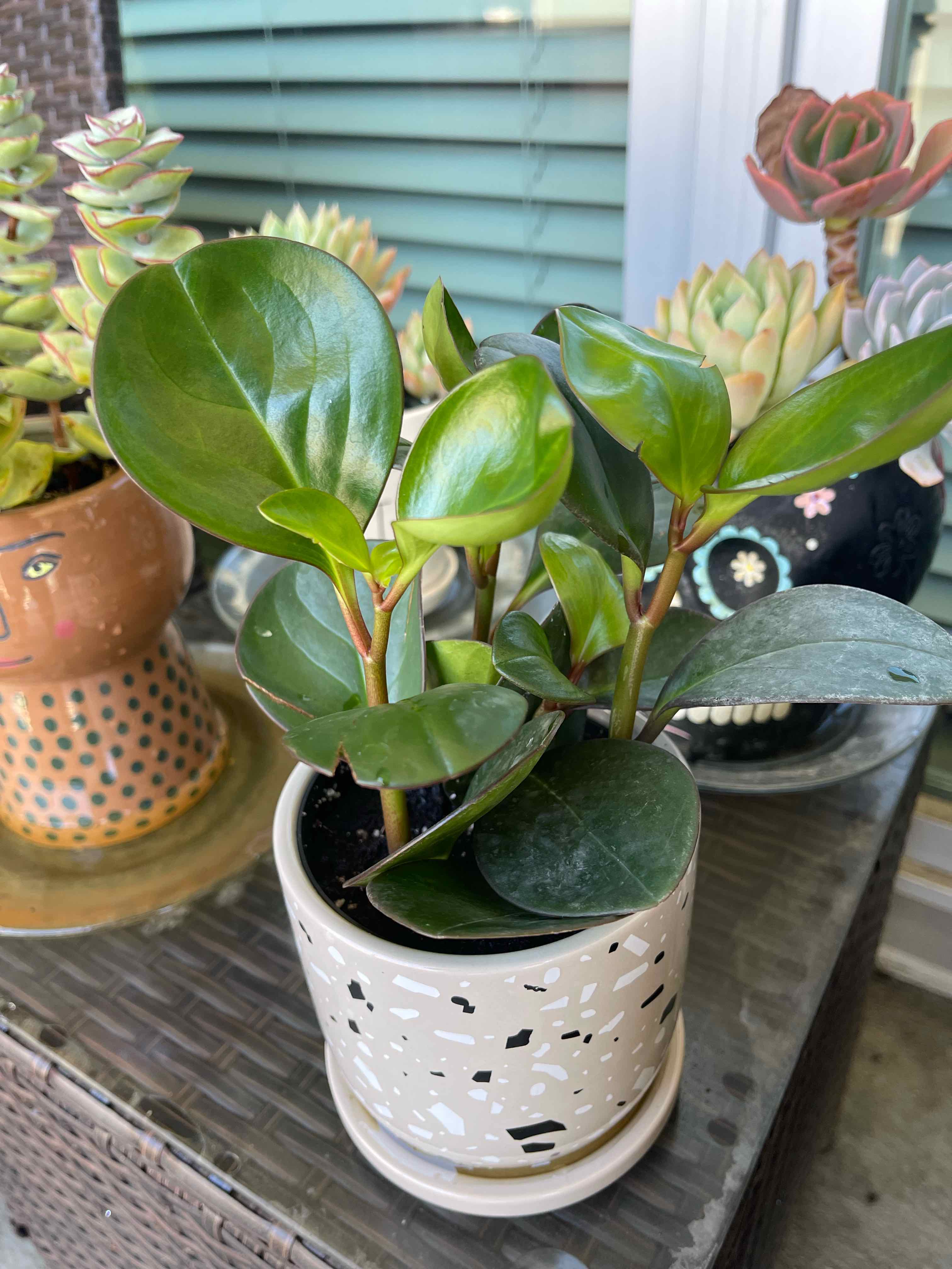 Healthy Peperomia Thailand plant in a decorative pot with green, glossy leaves.