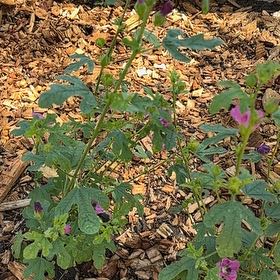 Photo of the plant species High Mallow by @SeasonedDamsii named Navajo on Greg, the plant care app