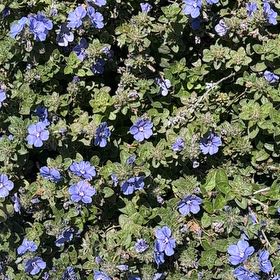 Photo of the plant species Birdeye Speedwell by @SeasonedDamsii named Madonna on Greg, the plant care app