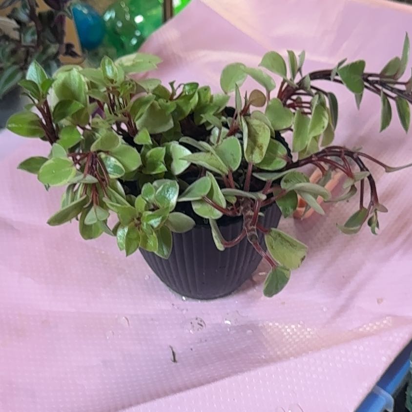 Photo of the plant species Peperomia 'Ginny' by @LordRedbanana24 named Ginny on Greg, the plant care app