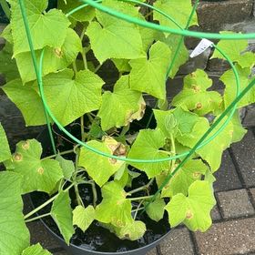 Photo of the plant species Cucumber by @SleekCopperrose named Tree Diddy on Greg, the plant care app