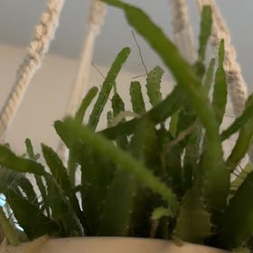 Photo of the plant species Dog Tail by @DrivenAdelinia named Emerson on Greg, the plant care app