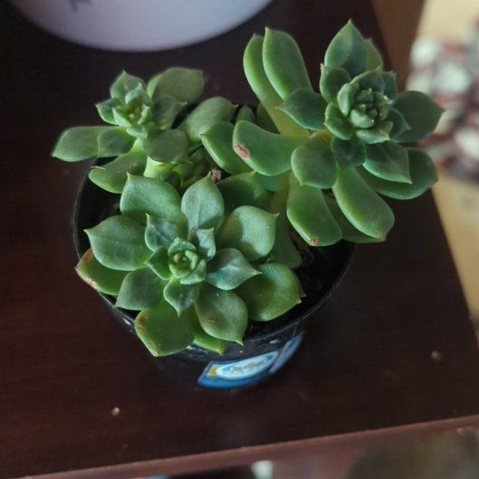 Photo of the plant species Echeveria 'Sleepy™' by @GoodyAgapanthus named Spike Leaves on Greg, the plant care app