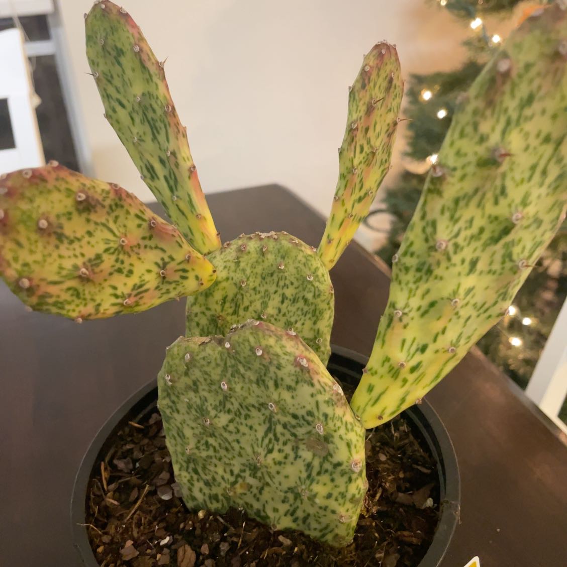 Photo of the plant species Sunburst Opuntia by @KookyPalmgrass named Fernie Saunders on Greg, the plant care app