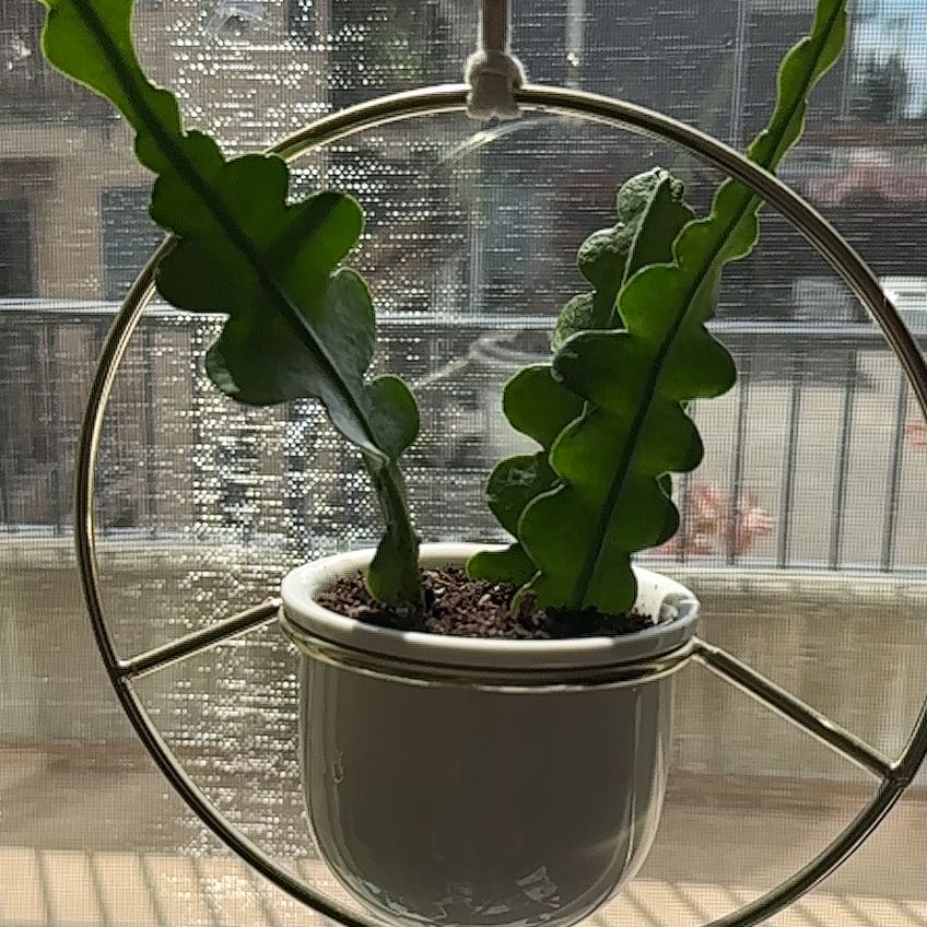 Peter Parker