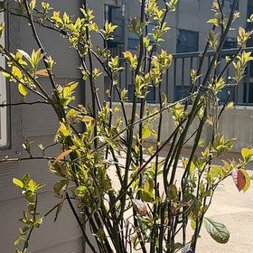 Plant care for Itea 'Scentlandia' on Greg, the plant care app