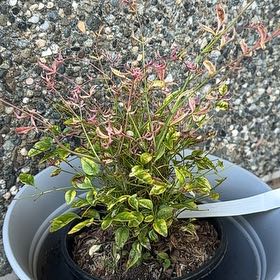 Photo of the plant species Twilight Nandina by @Alcdance named Terra on Greg, the plant care app