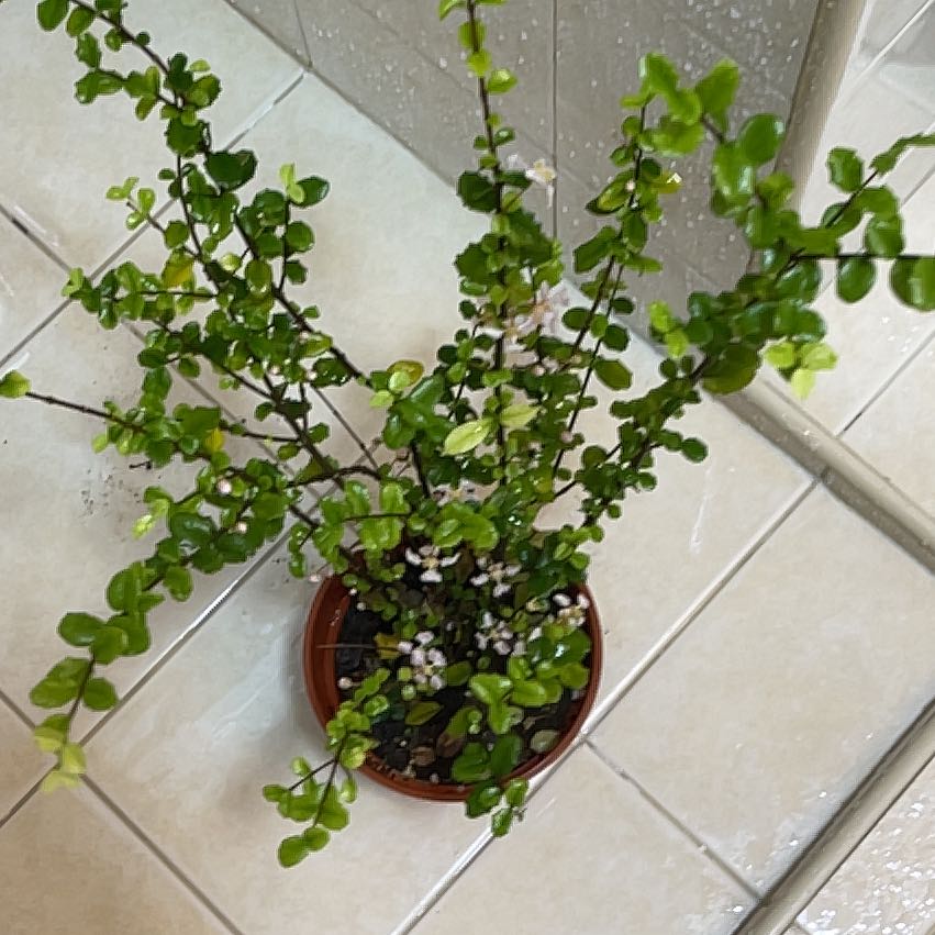 Photo of the plant species Singapore Holly by @ColossalLemon52 named Eva on Greg, the plant care app