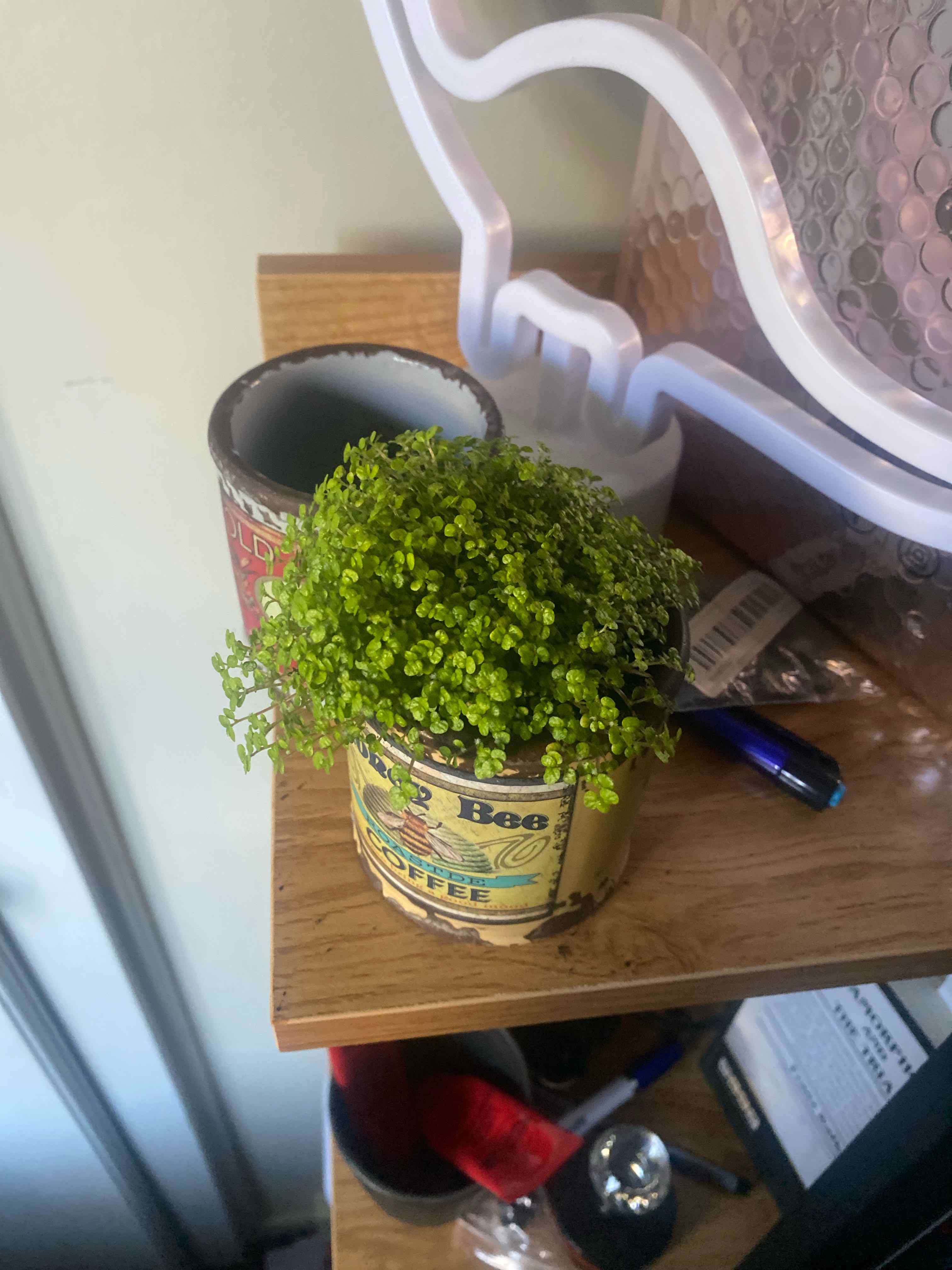 Photo of the plant species Golden Baby's Tears by @BuffSausagetree named Curie on Greg, the plant care app