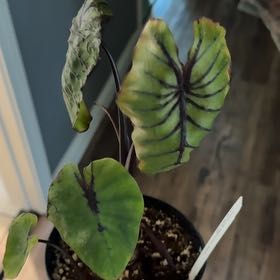Photo of the plant species Colocasia by @AthleticSoybean named Curie on Greg, the plant care app