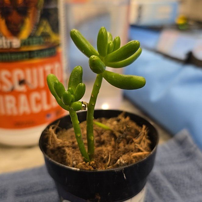 Photo of the plant species Sedum 'Pork and Beans' by @SavvyBladdernut named Penis Bouquet on Greg, the plant care app