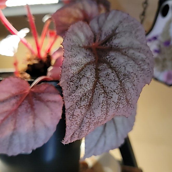Photo of the plant species Shadow king cool white by @HeirGoldenseal named Tupot amaroot on Greg, the plant care app