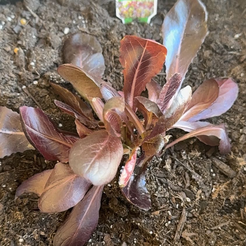 Photo of the plant species Red Romaine Lettuce by @KookyChosmo24 named Rainier on Greg, the plant care app