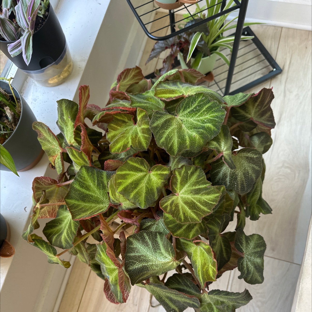 Photo of the plant species Sun Changing Begonia by @ManySwallowwort named Soli Mutata on Greg, the plant care app