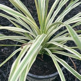 Photo of the plant species Cordyline 'Lime Passion' by @ManySwallowwort named Hemingway on Greg, the plant care app