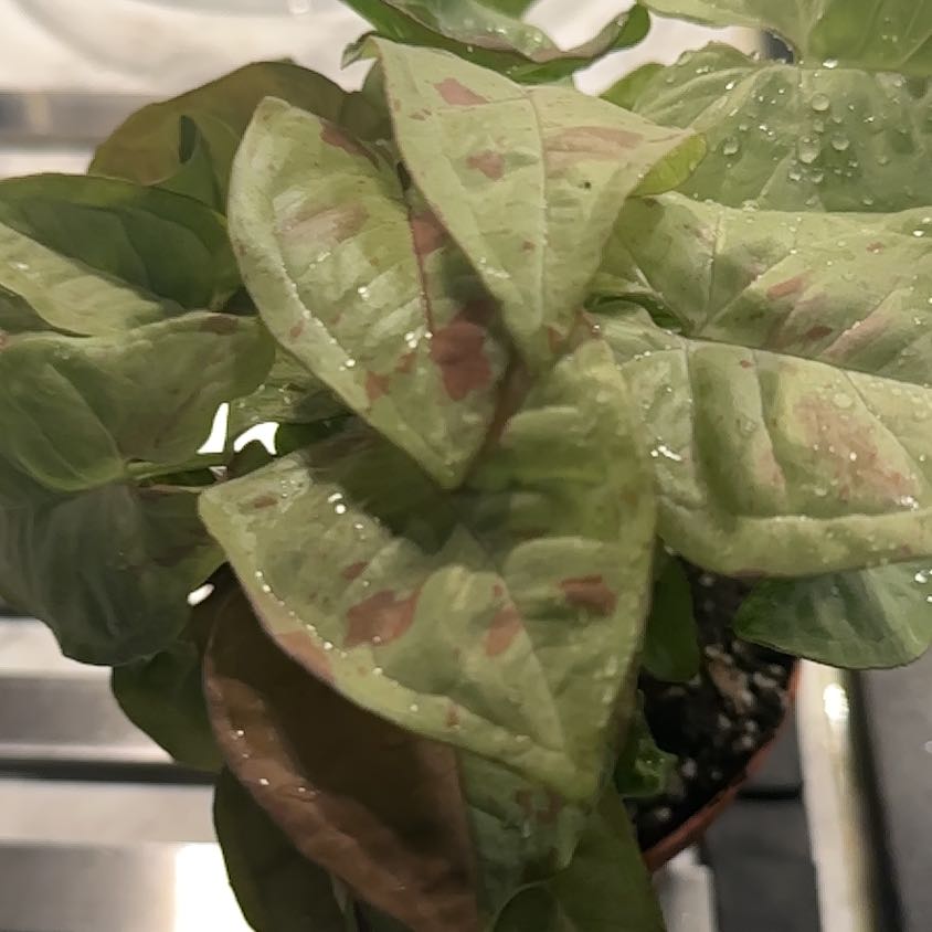 Photo of the plant species Syngonium Confetti Tricolor by @ManySwallowwort named Bodhi on Greg, the plant care app