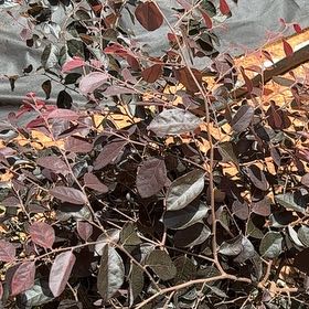 Photo of the plant species Purple diamond loropetalum by @ManySwallowwort named Harper on Greg, the plant care app