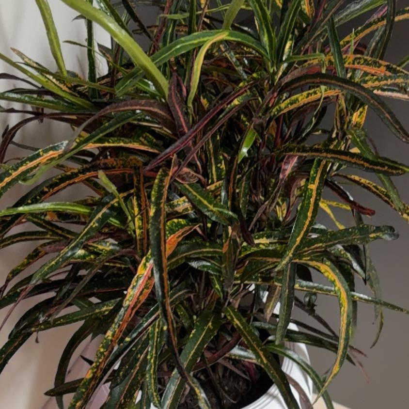 Photo of the plant species Codiaeum by @ManySwallowwort named Van Gogh on Greg, the plant care app