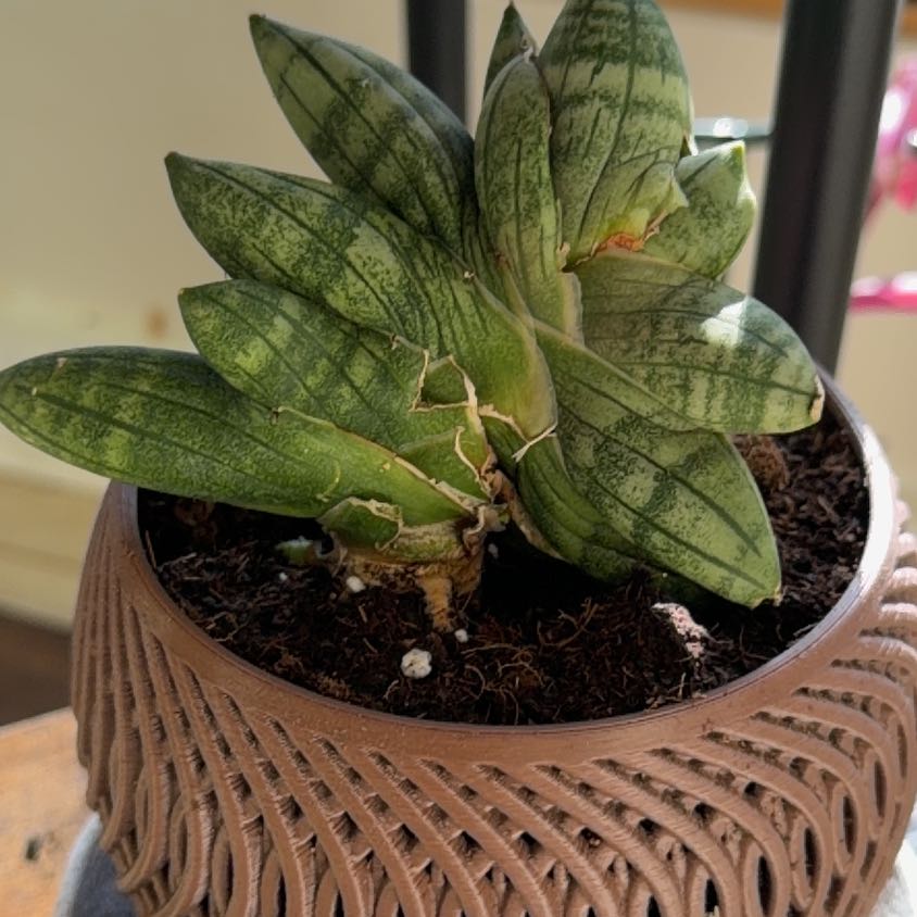 Photo of the plant species Starfish Snake Plant by @ManySwallowwort named Starkist on Greg, the plant care app