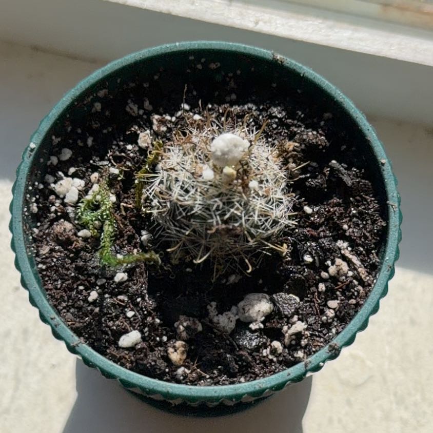 Photo of the plant species Turbinicarpus beguinii 'Album' by @ManySwallowwort named Tuby on Greg, the plant care app