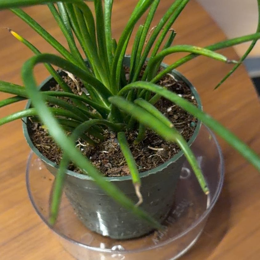 Photo of the plant species Agave Geminiflora by @ManySwallowwort named Mr Agave on Greg, the plant care app