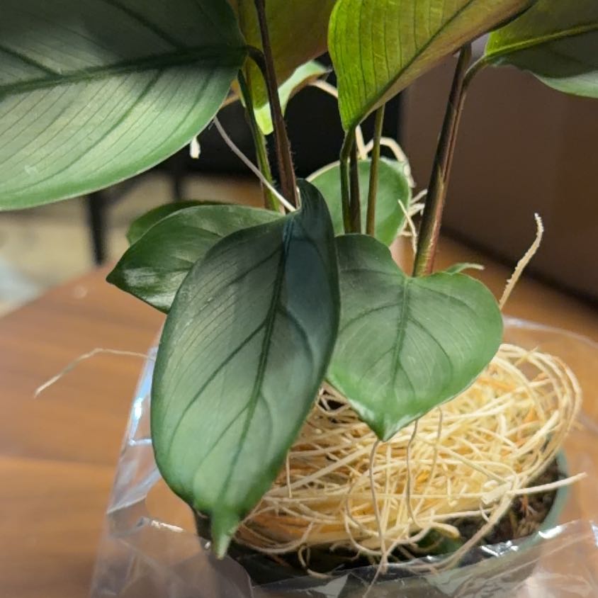 Photo of the plant species Calathea Grey Star by @ManySwallowwort named Tolkien on Greg, the plant care app