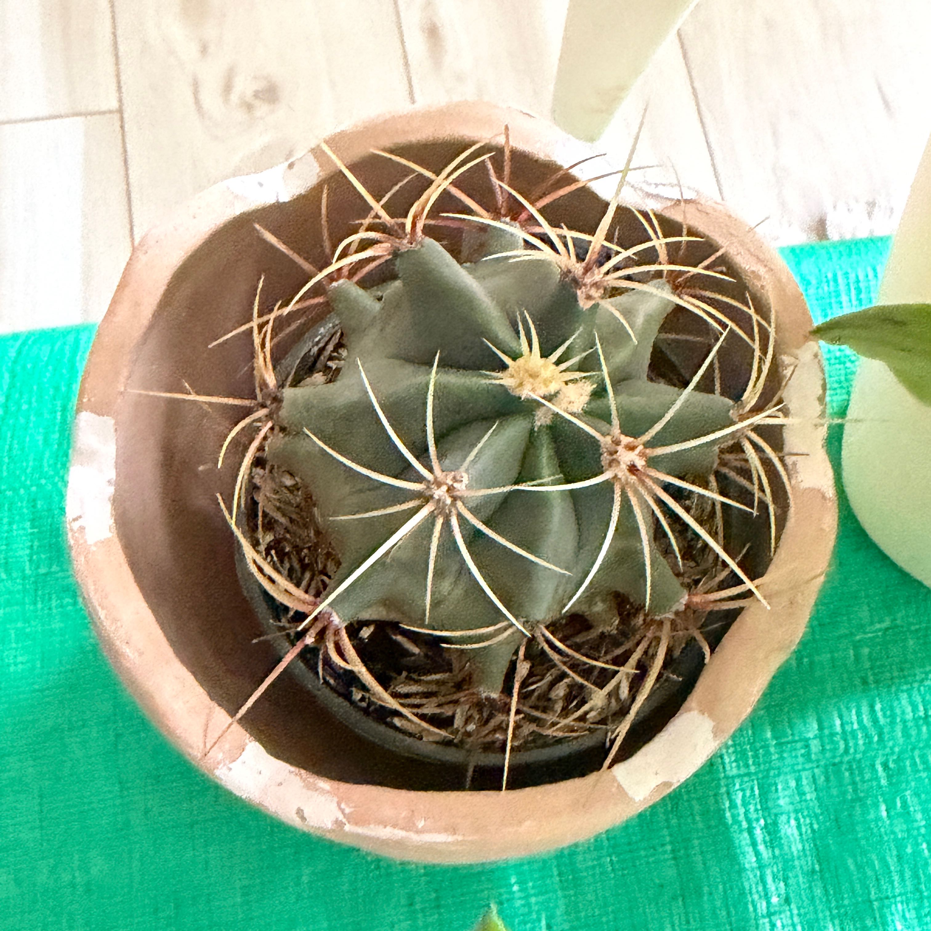 Photo of the plant species Ferocactus histrix by @ManySwallowwort named Ferocious on Greg, the plant care app