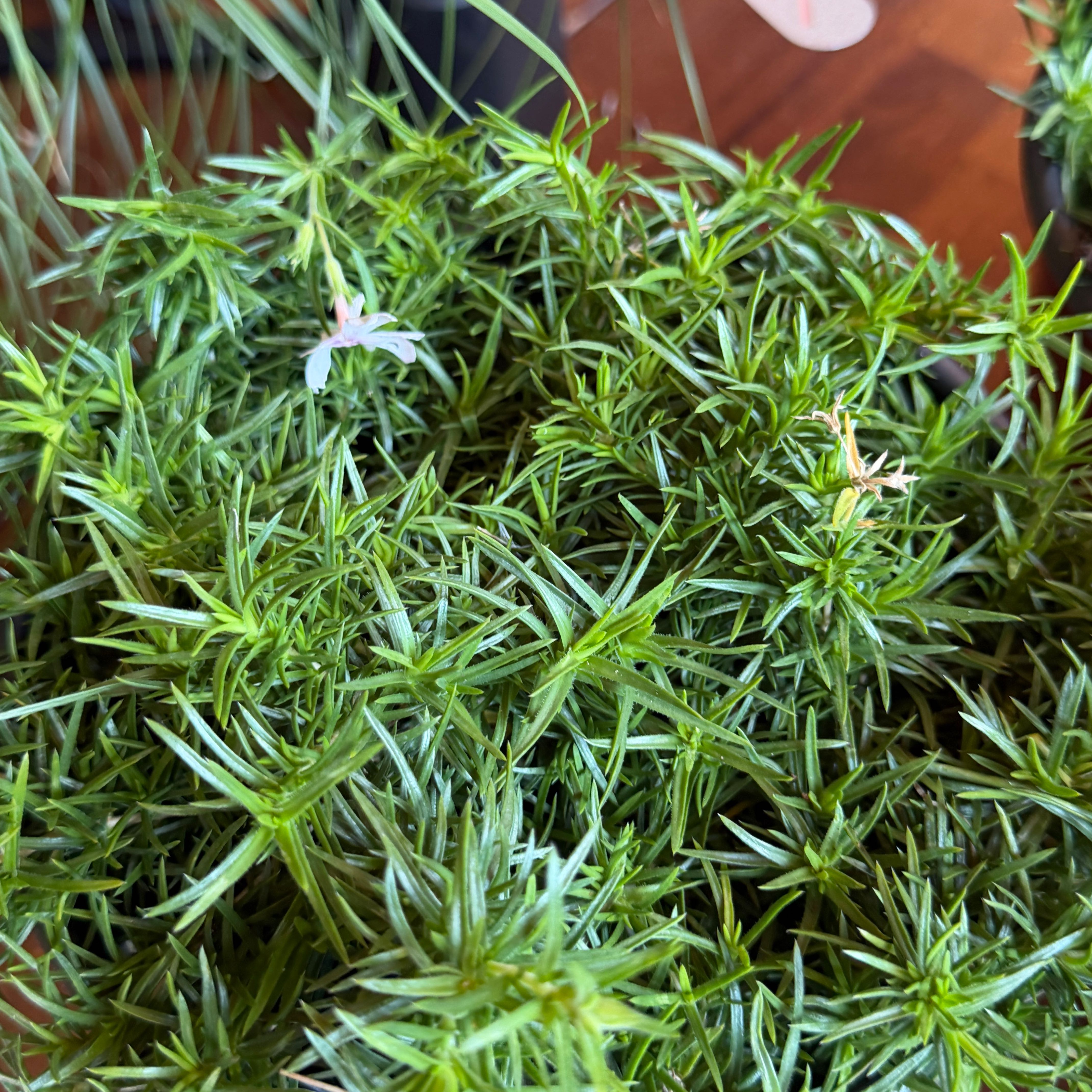 Photo of the plant species Moss Phlox by @ManySwallowwort named Taylor Swift on Greg, the plant care app