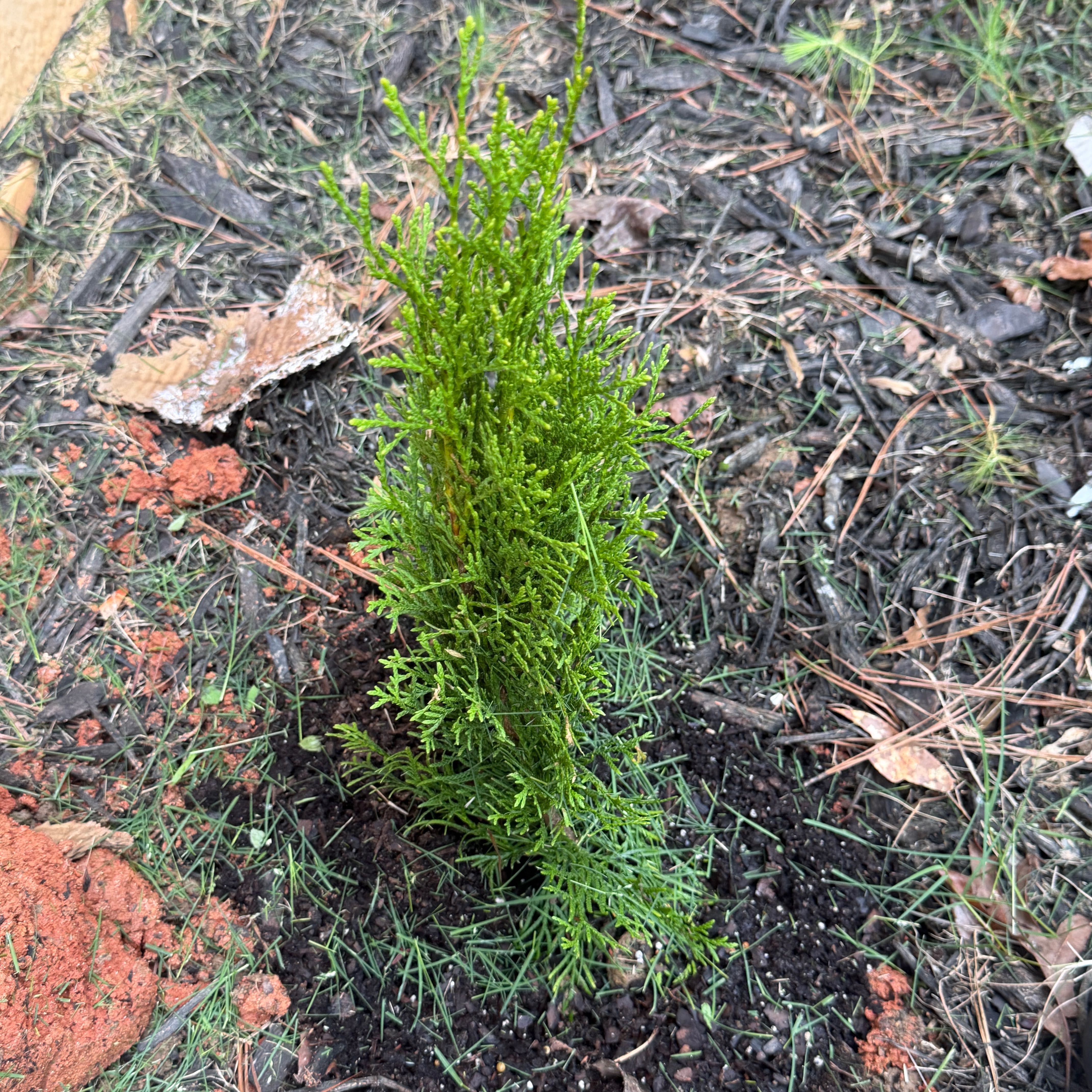 Photo of the plant species American Arborvitae by @ManySwallowwort named Green boy on Greg, the plant care app