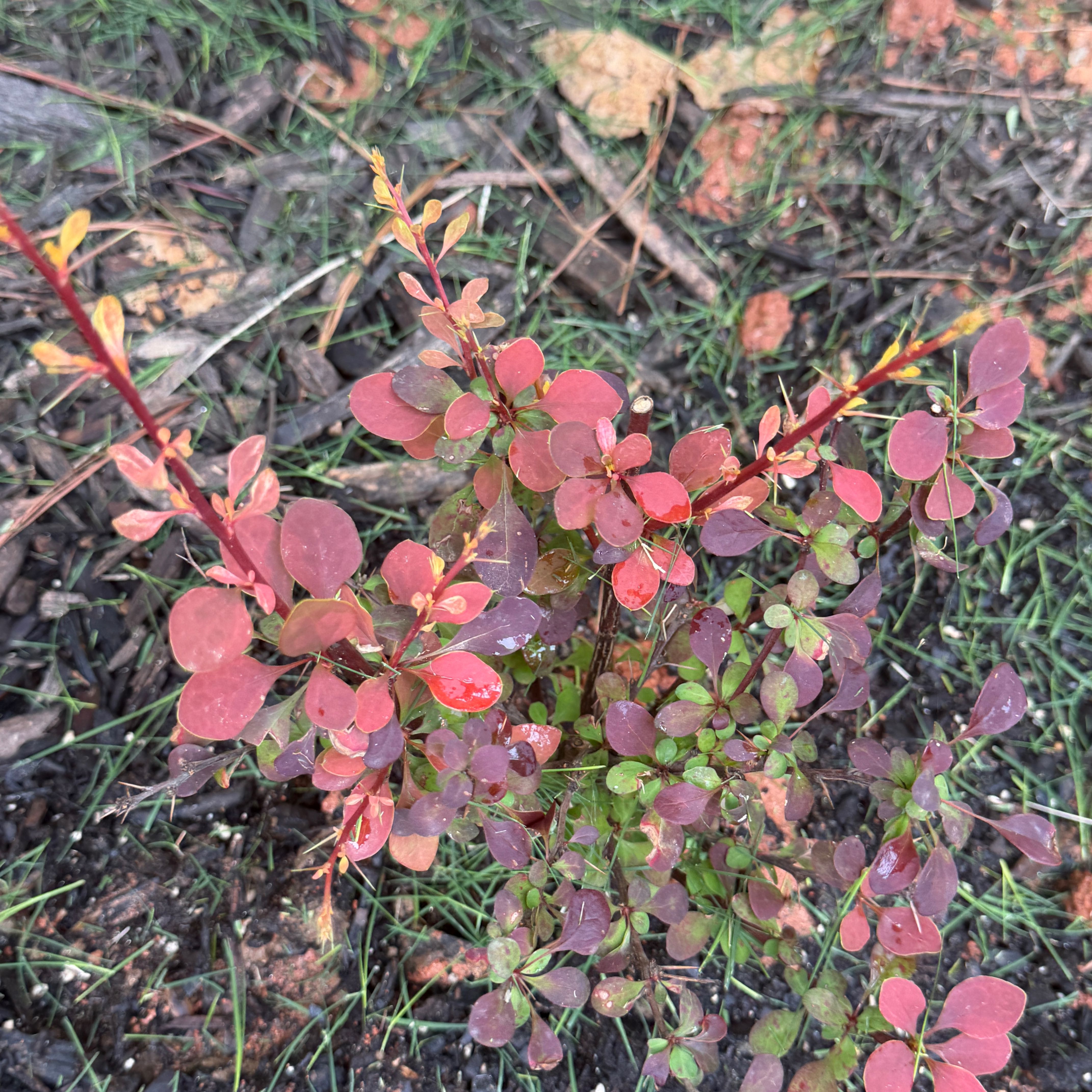 Photo of the plant species Japanese Barberry by @ManySwallowwort named Arigatou on Greg, the plant care app